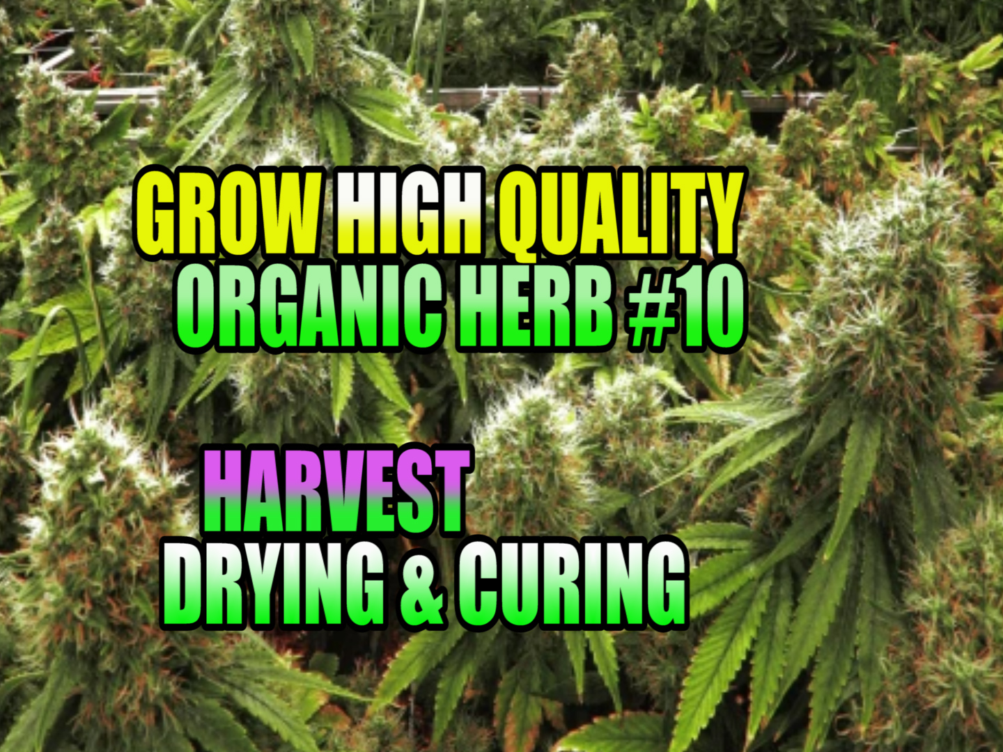 green grow organic harvest